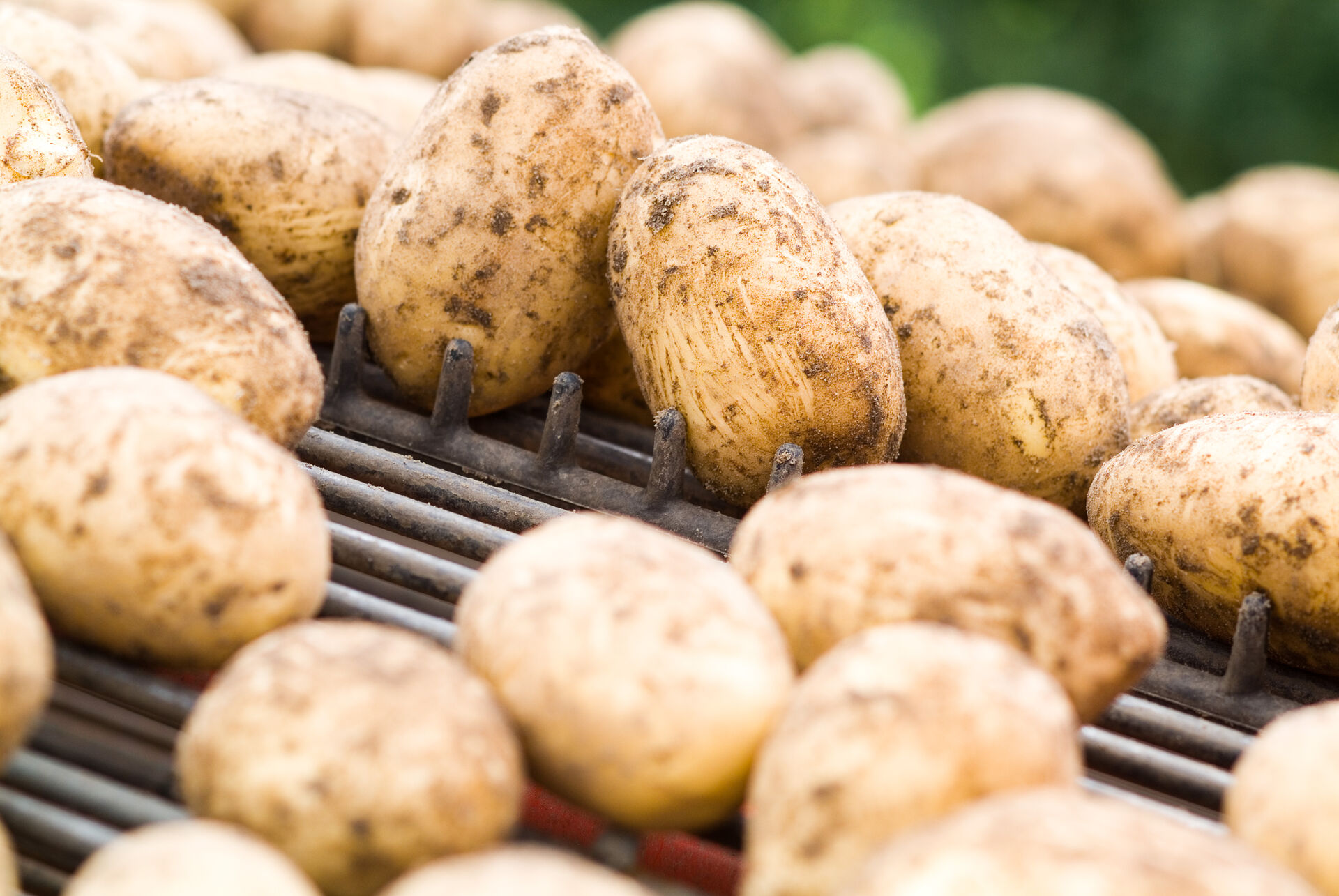 Kartoffeln_auf_Foerderstaeben